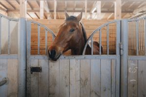 Equine Insurance